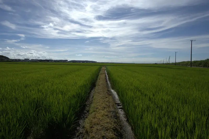 一面の水田|東庄町の風景